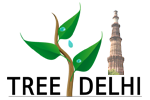 Tree Delhi